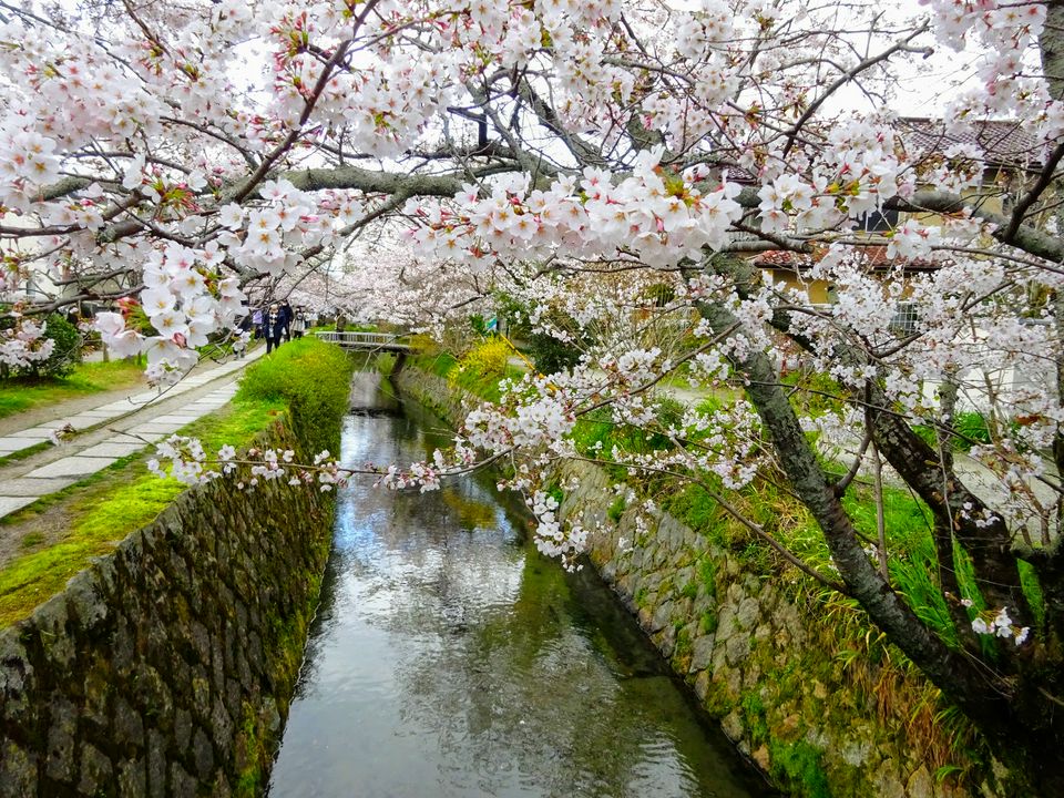 21年 京都の桜を満喫 お花見のベストスポット15と服装 ホテル情報 Matcha 訪日外国人観光客向けwebマガジン