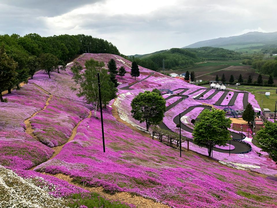 北海道 五月才有的看 陶醉在芝櫻 鬱金香 油菜花的自然繽紛花海中 Matcha 日本線上旅遊觀光雜誌