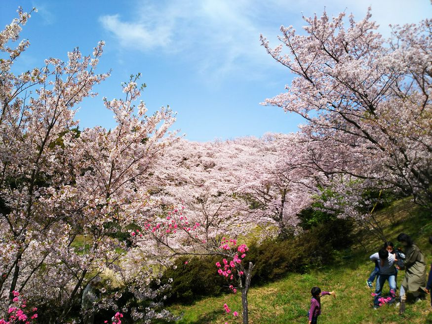 開山公園 爱媛 Matcha 日本旅游网络杂志