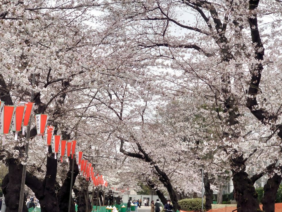 東京のお花見スポット19選 桜の見ごろ情報 21年版 Matcha 訪日外国人観光客向けwebマガジン