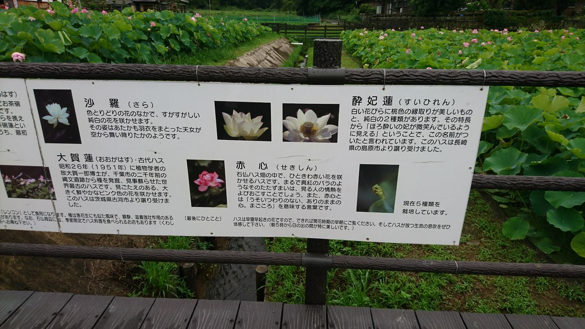 臼杵石仏公園 大分 Matcha 日本線上旅遊觀光雜誌
