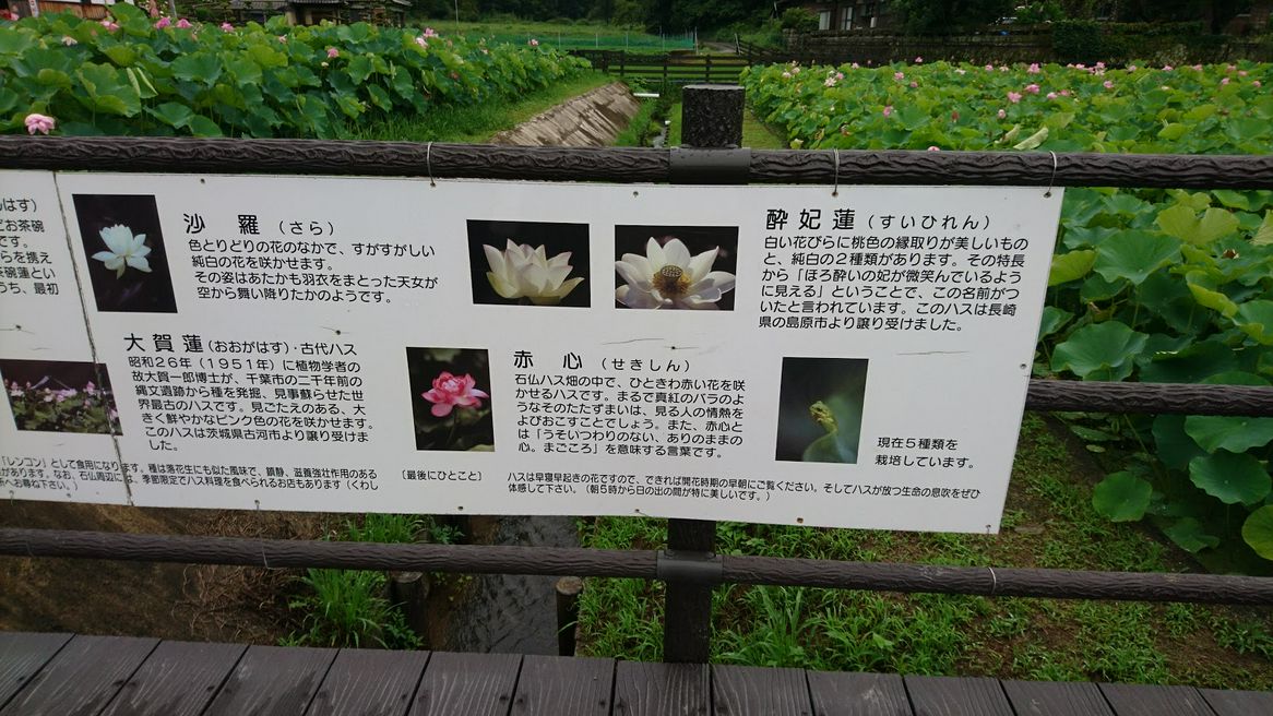 臼杵石仏公園 大分 Matcha 日本旅游网络杂志