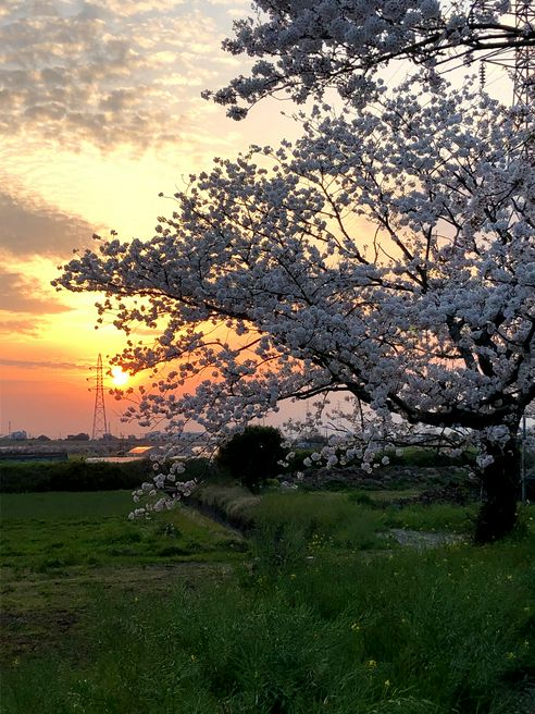 流川の桜並木 福岡 Matcha やさしい日本語