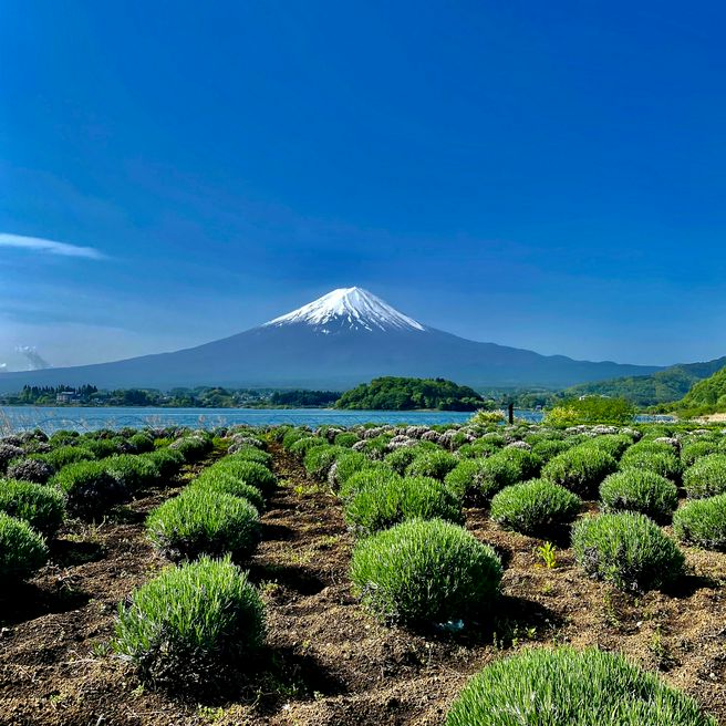 大石公園 山梨 Matcha 日本線上旅遊觀光雜誌