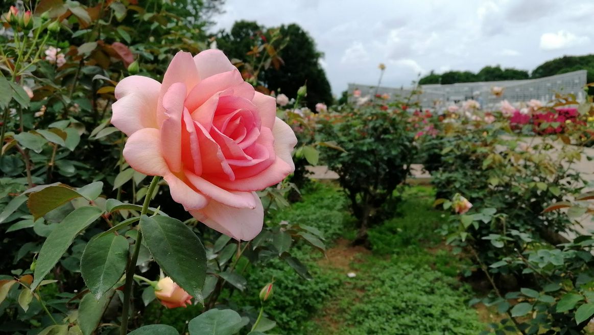 神代植物公園 東京 Matcha 日本線上旅遊觀光雜誌