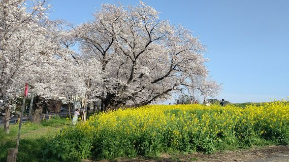 與富士山 溫泉 城共賞 關東近郊賞花景點7選 21年版 Matcha 日本線上旅遊觀光雜誌