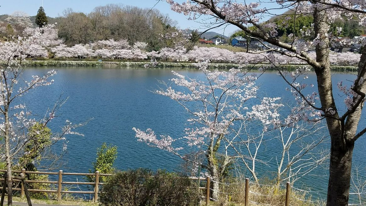 上野公園の桜 廣島 Matcha 日本線上旅遊觀光雜誌