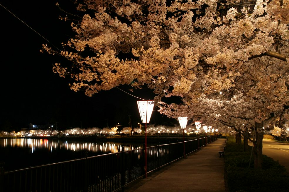 上野公園の桜 廣島 Matcha 日本線上旅遊觀光雜誌