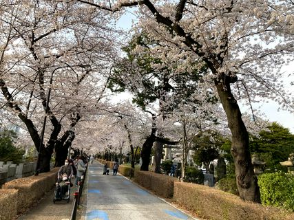 21年東京的櫻花景點選 看點情報 Matcha 日本線上旅遊觀光雜誌