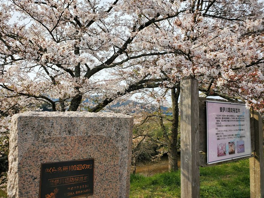 斐伊川堤防桜並木 島根 Matcha 訪日外国人観光客向けwebマガジン