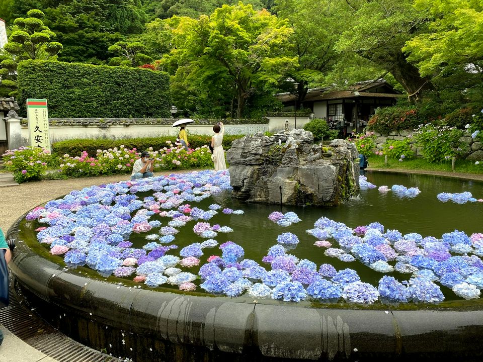 大阪一日遊景點推薦 大阪近郊 久安寺 超夢幻池中繡球花 Matcha 日本線上旅遊觀光雜誌