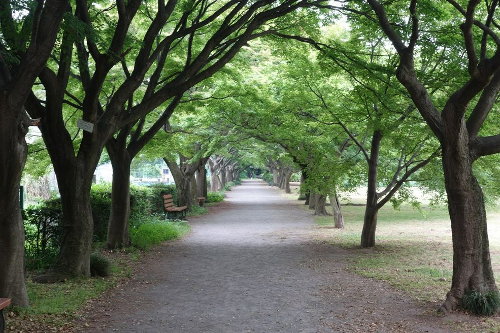 小石川植物園 東京大学大学院理学系研究科附属植物園 东京 Matcha 日本旅游网络杂志