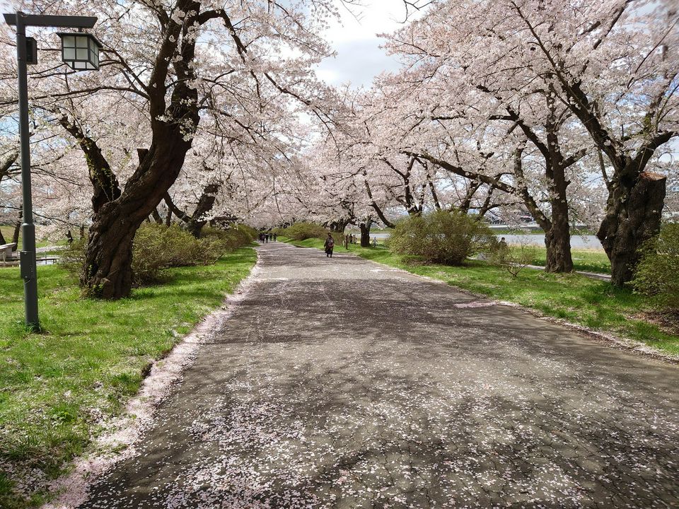 东北 樱花季才正要开始呢 东北六县最佳赏樱大整理 Matcha 日本旅游网络杂志