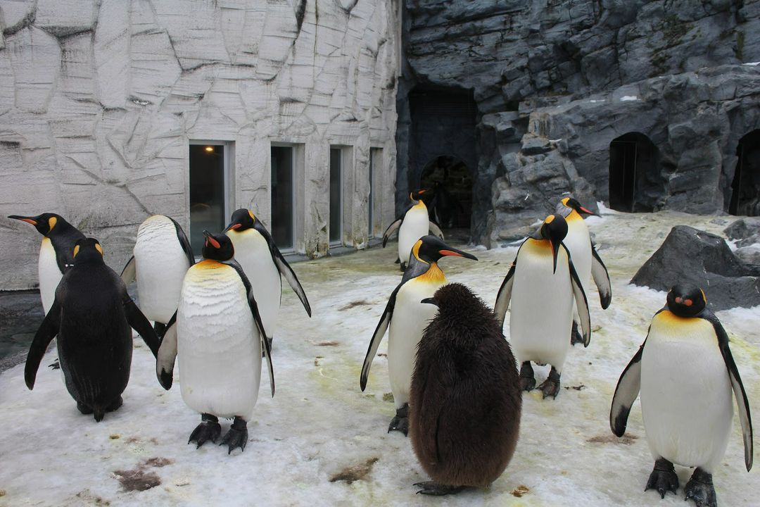 北海道 不只旭川動物園 旭川推薦景點7選自由行旅遊攻略 Matcha 日本線上旅遊觀光雜誌