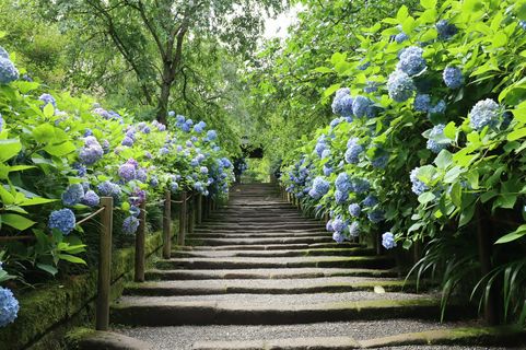 精選東京都內與近郊的11大 繡球花 景點 Matcha 日本線上旅遊觀光雜誌