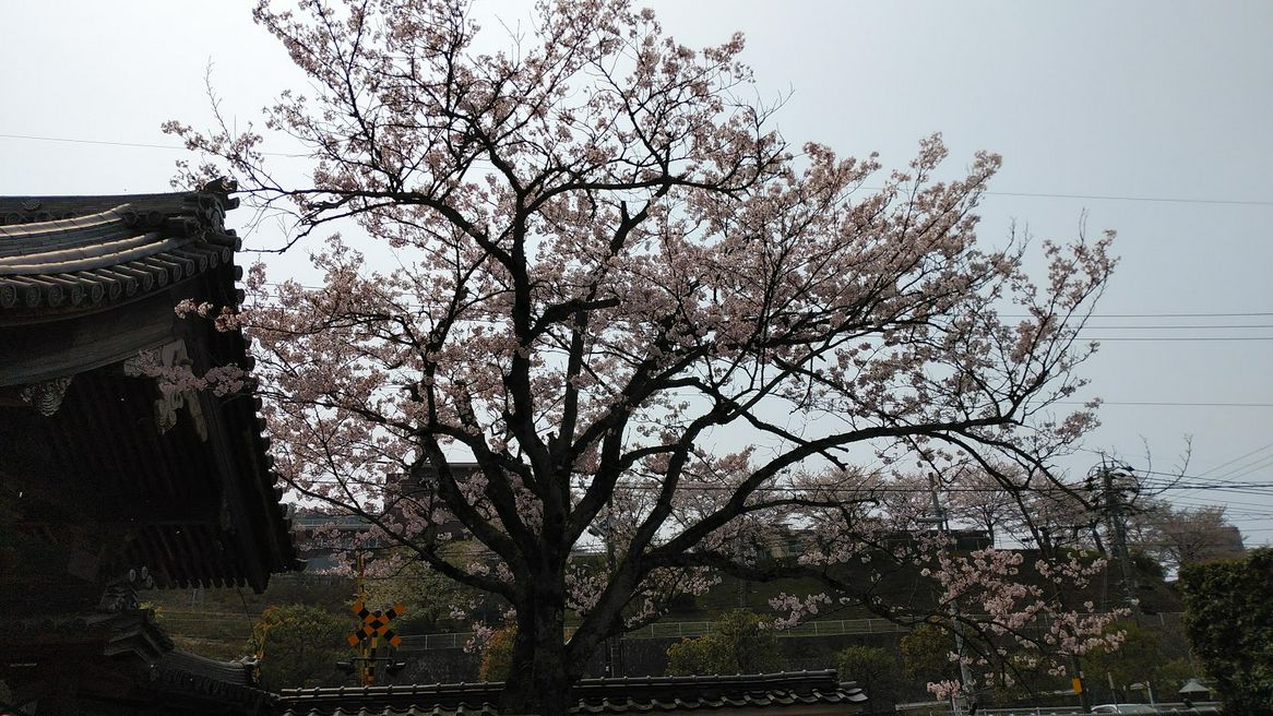 Ohirasan Konpirain Temple Matcha Japan Travel Web Magazine