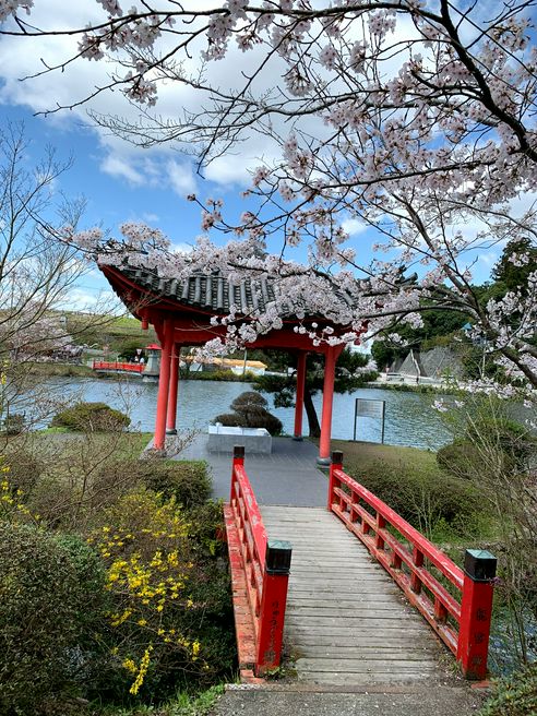 上野公園の桜 廣島 Matcha 日本線上旅遊觀光雜誌