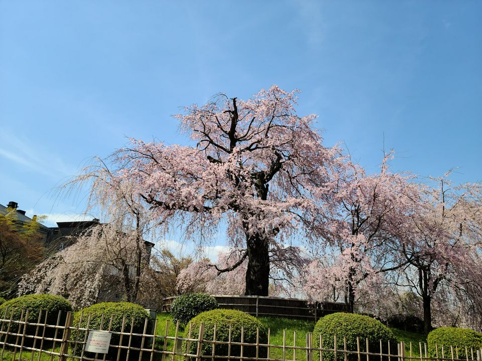 夜桜を見よう 全国のお花見ライトアップ12選 Matcha 訪日外国人観光客向けwebマガジン