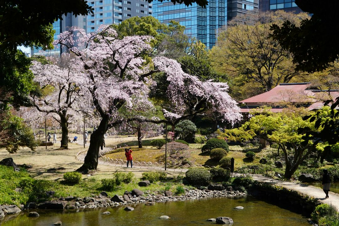 21年版 見ごろはいつ 東京のオススメ紅葉名所10選 Matcha 訪日外国人観光客向けwebマガジン