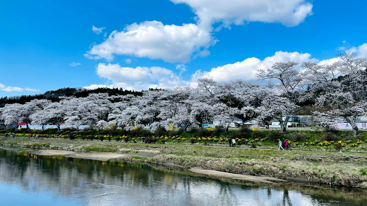 夏井千本桜 Fukushima Matcha Japan Travel Web Magazine