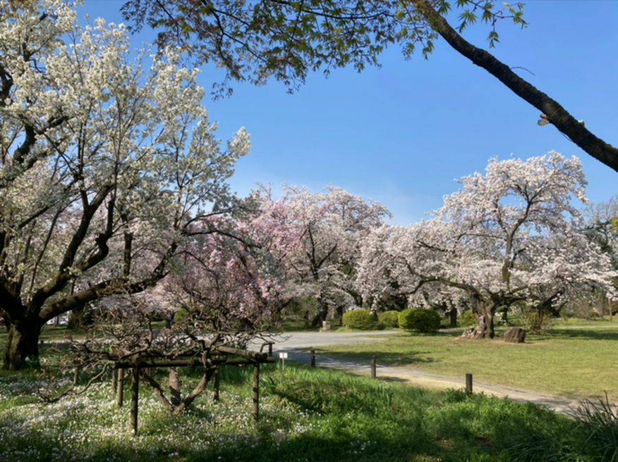 小石川植物園 東京大学大学院理学系研究科附属植物園 东京 Matcha 日本旅游网络杂志