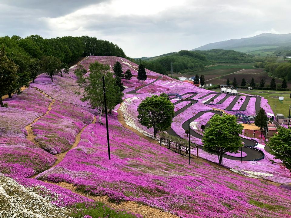 北海道 五月才有的看 陶醉在芝櫻 鬱金香 油菜花的自然繽紛花海中 Matcha 日本線上旅遊觀光雜誌