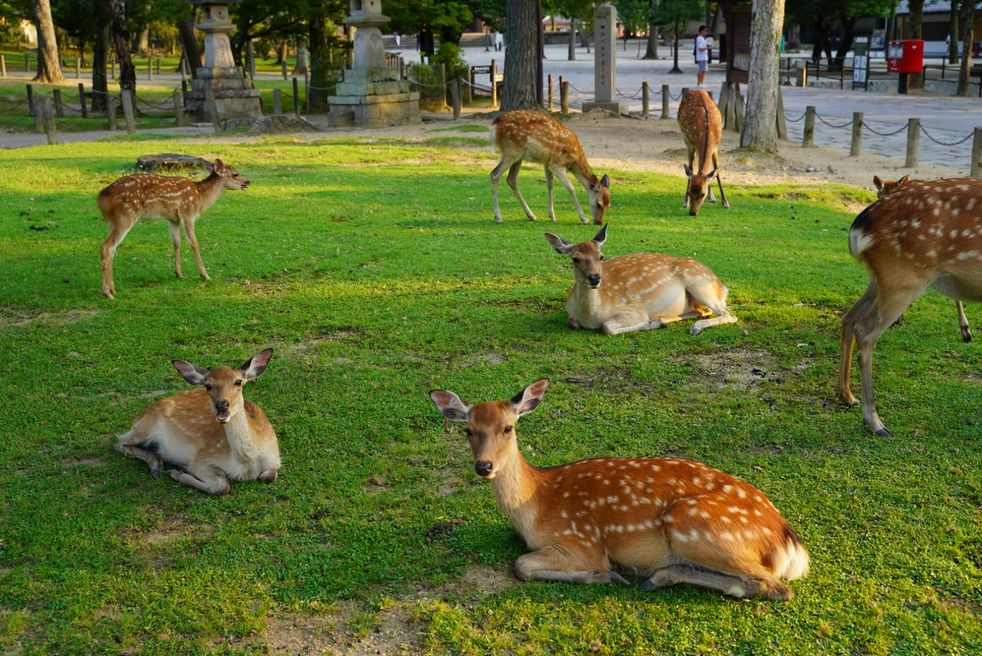 公園 奈良