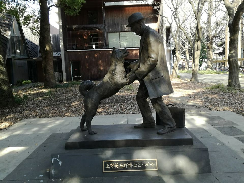 Meet Hachiko! 5 Places Related To Japan's Famous Loyal Dog | MATCHA ...