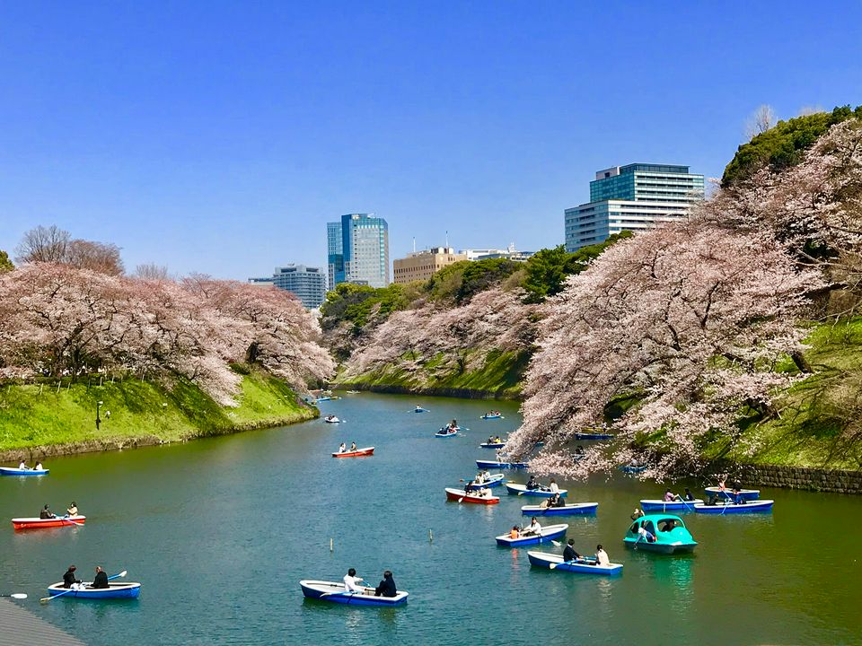 7 Picture-Perfect Cherry Blossom Spots In Japan | MATCHA - JAPAN TRAVEL ...