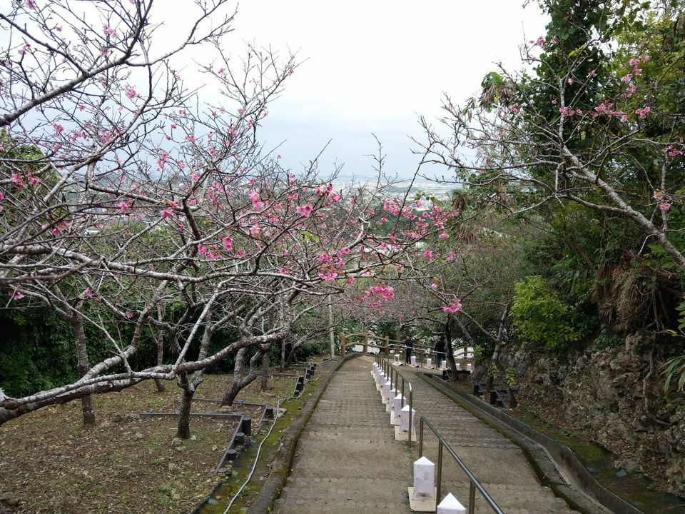 日本一早く桜を見よう 沖縄の桜まつり5選 年版 Matcha 訪日外国人観光客向けwebマガジン