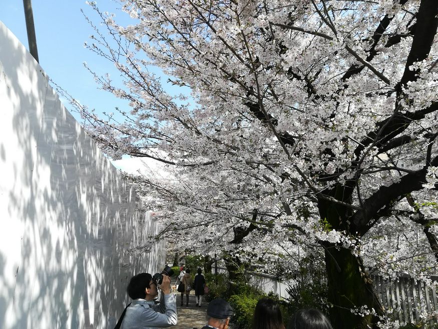 神田川桜並木 東京 Matcha やさしい日本語