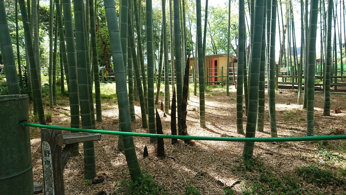 すずめのお宿緑地公園 東京 Matcha やさしい日本語