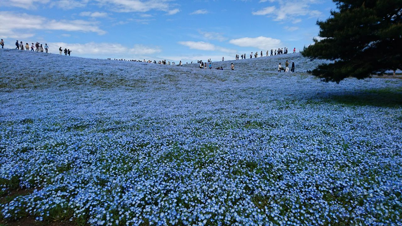 東京近郊茨城 國營日立海濱公園粉蝶藍花海 Matcha 日本線上旅遊觀光雜誌