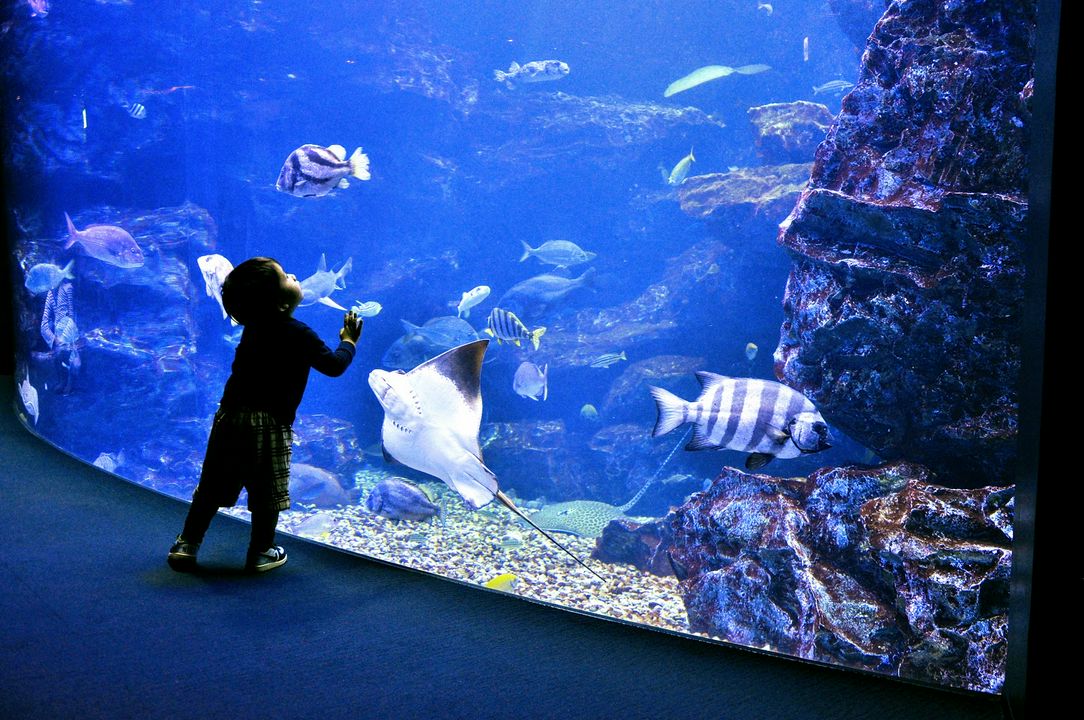 水族館 京都