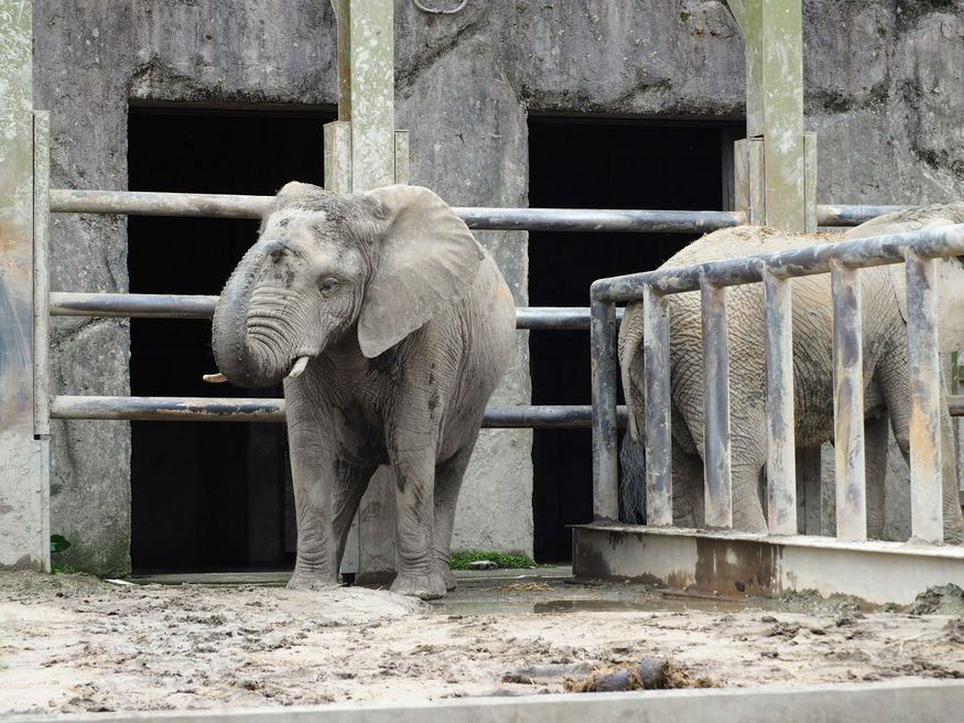 東武動物公園 埼玉 Matcha 訪日外国人観光客向けwebマガジン