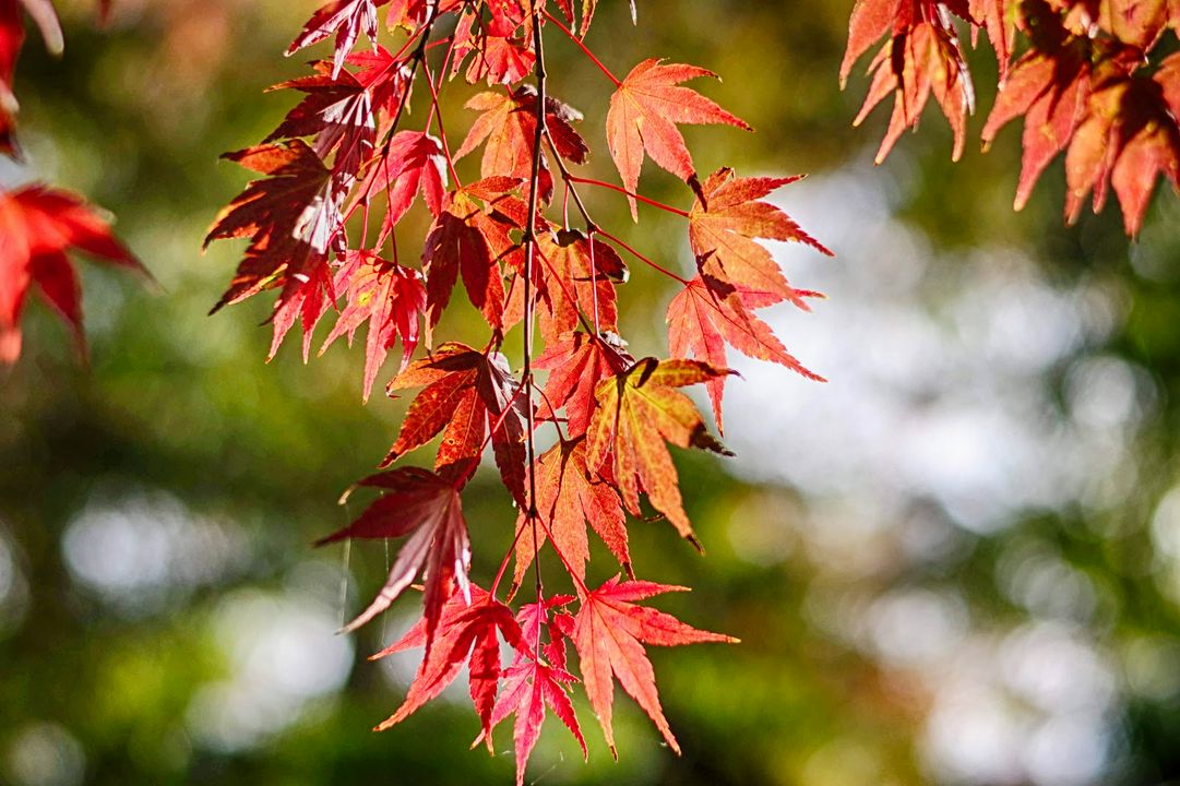 Tochigi - Full Of Charm In Every Season! 5 Amazing Photo Spots | MATCHA ...