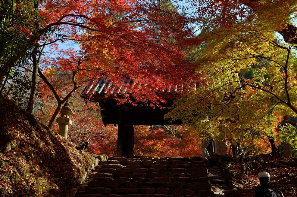 秋月城跡 福岡 Matcha 日本線上旅遊觀光雜誌