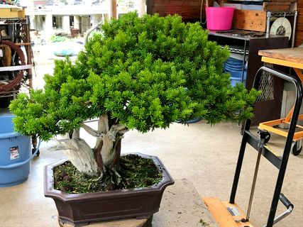 これも盆栽 職人親娘から学ぶ 生きたアート の5つの楽しみ方 Matcha 訪日外国人観光客向けwebマガジン