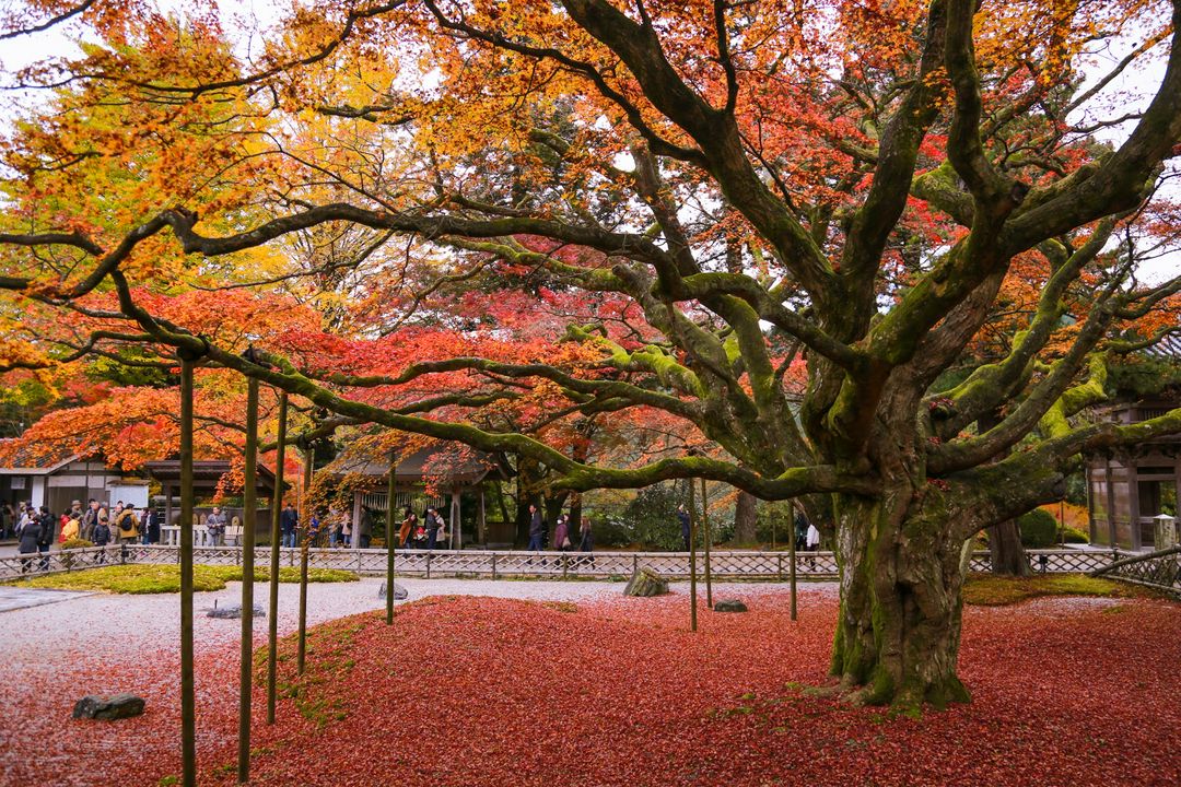 年版 飽覽北九州之秋 福岡紅葉景點9選 Matcha 日本線上旅遊觀光雜誌