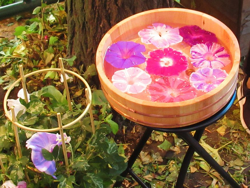 入谷朝顔市 東京 Matcha やさしい日本語