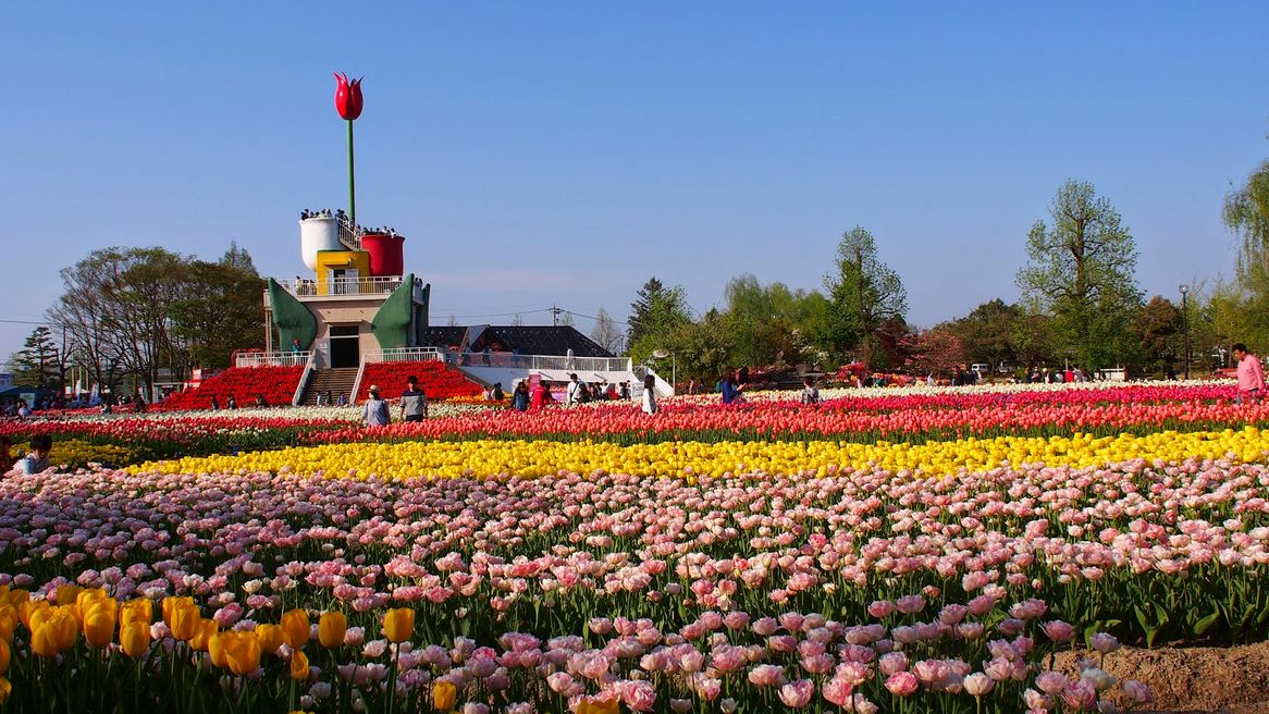 チューリップ四季彩館 富山 Matcha やさしい日本語