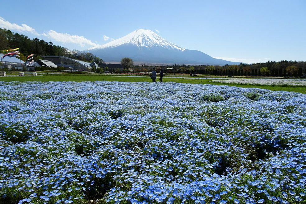 山中湖花都公園 山梨 Matcha 日本線上旅遊觀光雜誌
