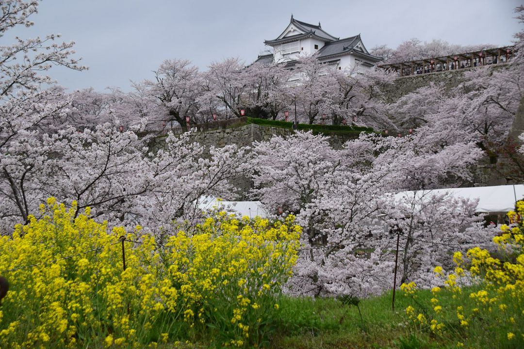 中國 四國地方賞櫻年版 千萬不可錯過 廣島 岡山 香川 愛媛賞花景點 Matcha 日本線上旅遊觀光雜誌