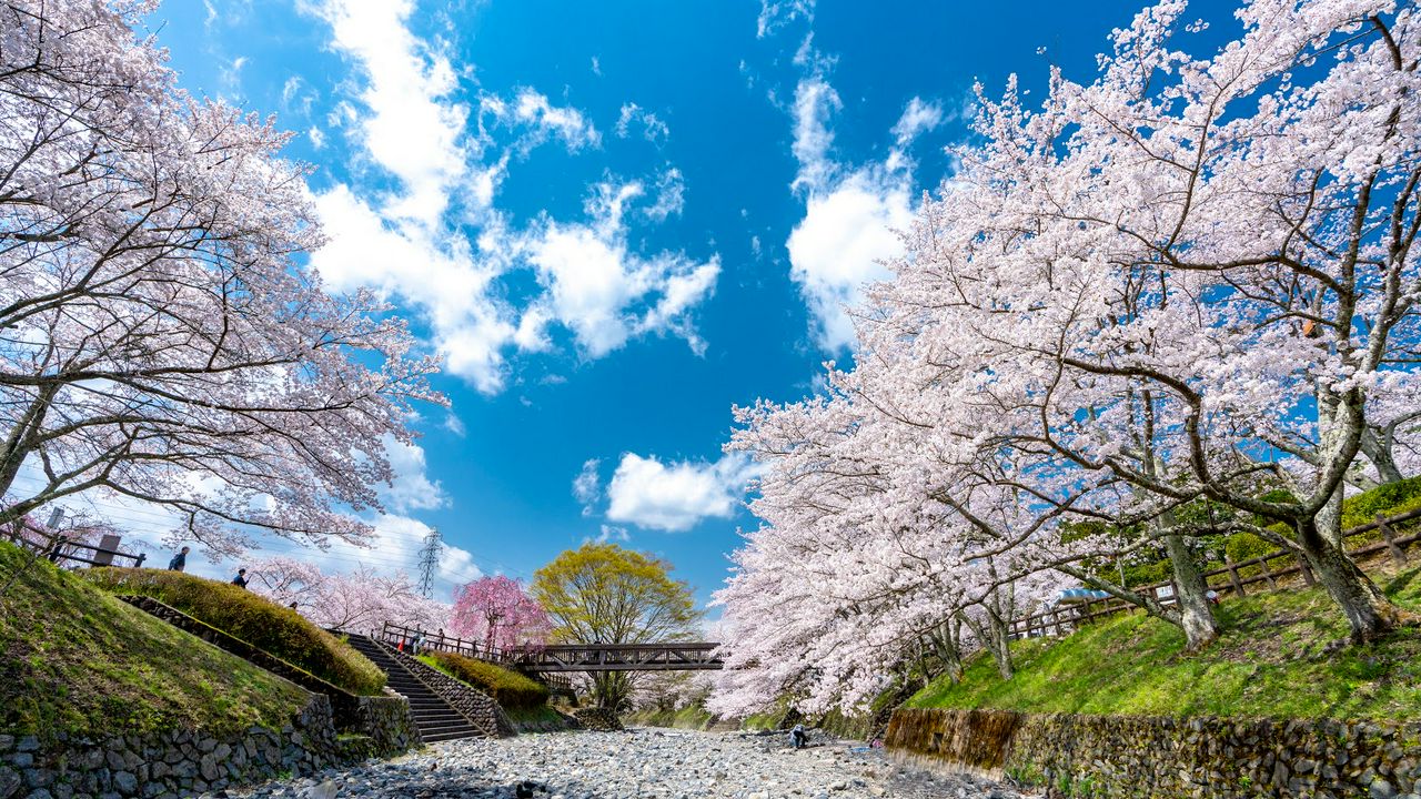 京都でゆっくりお花見を楽しみたい方必見 京都 亀岡の桜スポット5選 Matcha 訪日外国人観光客向けwebマガジン