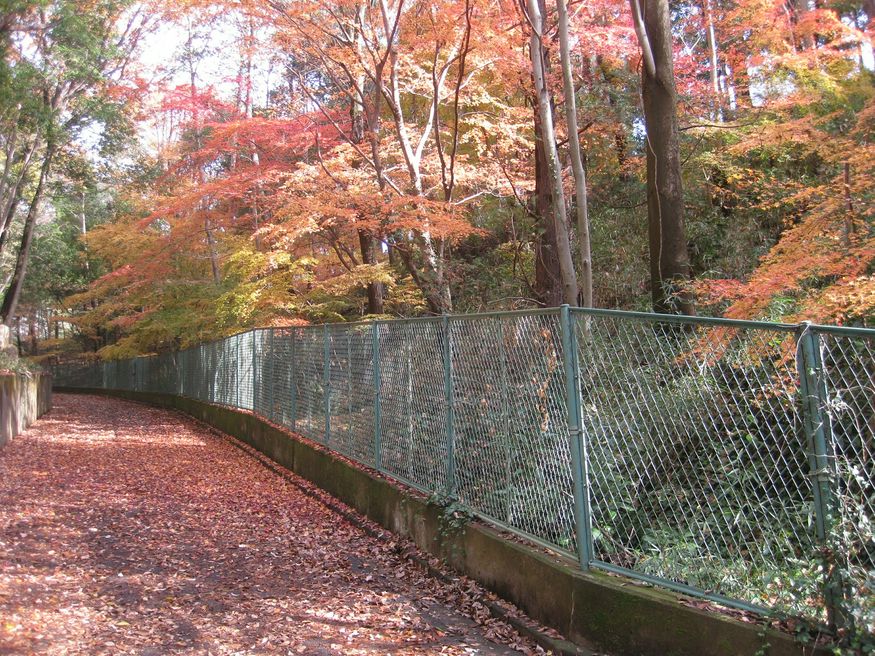 トトロの森1号地 - 埼玉 | MATCHA - 訪日外国人観光客向けWebマガジン