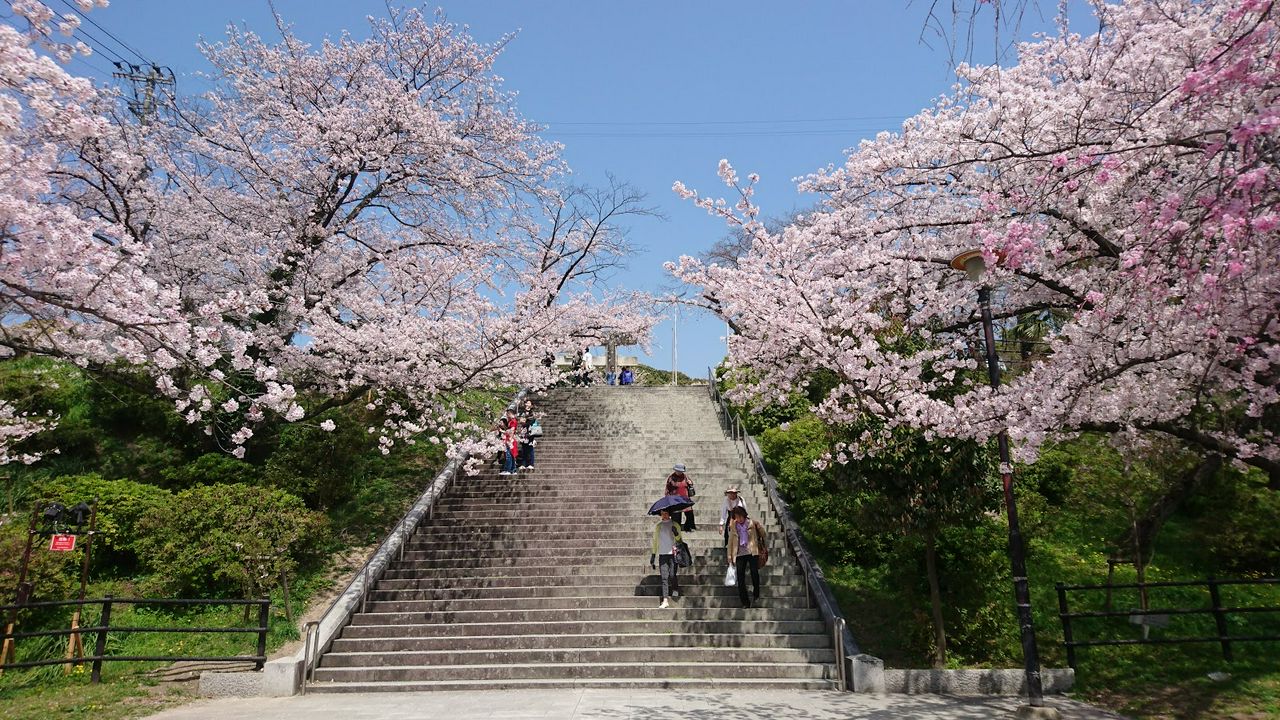 福岡櫻花 舞鶴公園 西公園 秋月城 小倉城 久留米 北九州景點13選 Matcha 日本線上旅遊觀光雜誌