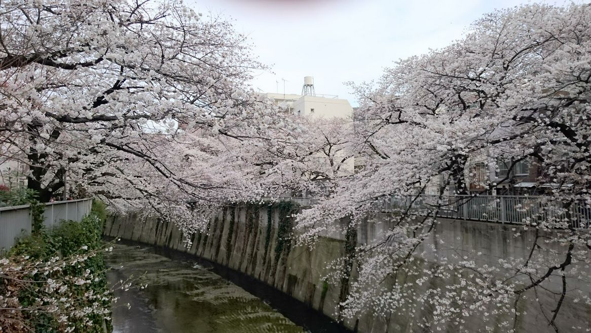 神田川桜並木 東京 Matcha やさしい日本語