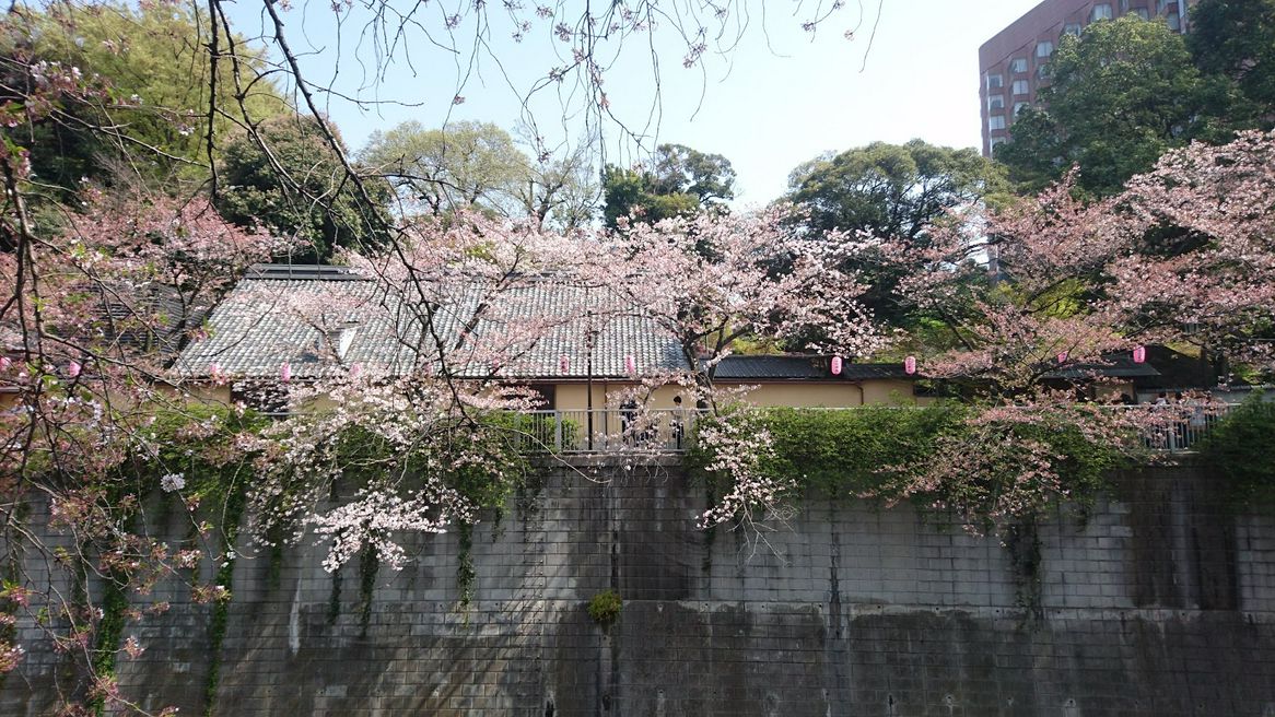 神田川桜並木 東京 Matcha やさしい日本語