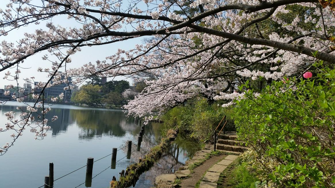 洗足池公園 東京 Matcha やさしい日本語