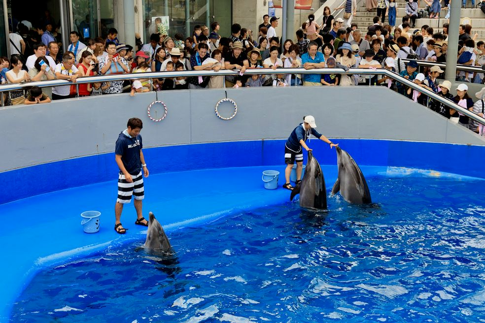 大分マリーンパレス水族館 うみたまご 大分 Matcha 訪日外国人観光客向けwebマガジン
